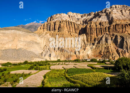 Vista sul case e il settore agricolo nei dintorni del villaggio con verdi campi di orzo nella Kali Gandaki valley, colorato ripide pareti rocciose in Foto Stock