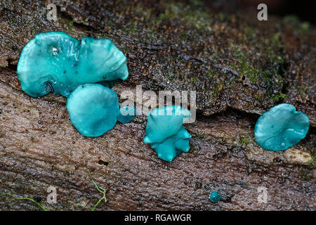 Chlorociboria aeruginascens, comunemente noto come elfcup verde o il verde del bosco cup Foto Stock