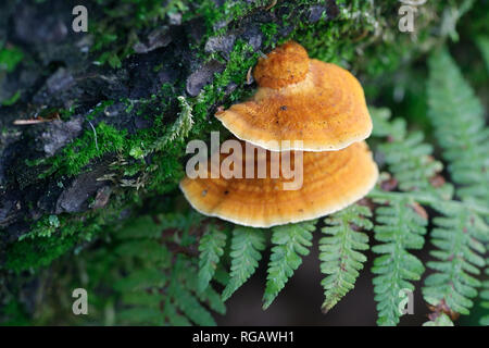 Polypore arancione, Pycnoporus fulgens Foto Stock