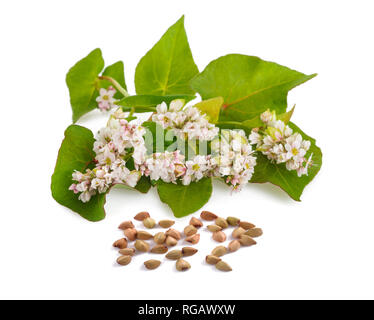 Fiori di grano saraceno con grano isolato su sfondo bianco Foto Stock