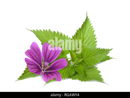 Ortica e fiore di Malva isolati su sfondo bianco Foto Stock