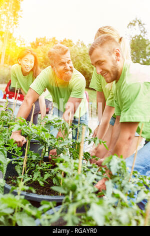 Gli attivisti pomodori vegetale come un volontario giardinaggio in estate Foto Stock