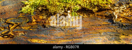 Moss crescente sul registro di un albero abbattuto in un legno di Baggeridge Park Foto Stock