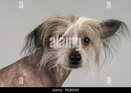 Ritratto di un cane da compagnia cinese crestato nel Regno Unito Foto Stock