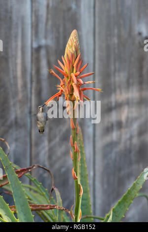 Ummingbird bere da un agave Foto Stock