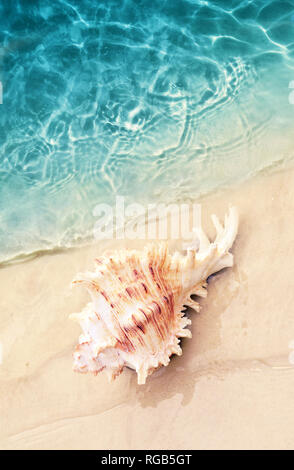 Seashell sull'estate spiaggia in acqua di mare. Estate sfondo. L'estate. Foto Stock