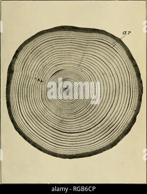 . Bollettino dell'U.S. Dipartimento di Agricoltura. Agricoltura; l'agricoltura. Bui. 55, U. S. Dipartimento di Agricoltura. Piastra II.. La sezione trasversale dello stelo di un giovane balsamo di abete, che mostra gli anelli annuali di crescita, a. r. Dimensione naturale.. Si prega di notare che queste immagini vengono estratte dalla pagina sottoposta a scansione di immagini che possono essere state migliorate digitalmente per la leggibilità - Colorazione e aspetto di queste illustrazioni potrebbero non perfettamente assomigliano al lavoro originale. Stati Uniti. Dipartimento di Agricoltura. [Washington, D. C. ?] : il dipartimento : Supt. di Docs. , G. P. O. Foto Stock