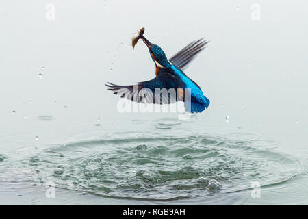 Close up azione fotografia di un comune kingfisher (Alcedo atthis) con pesce nel becco. Noto anche come Eurasian kingfisher e fiume kingfisher. Foto Stock