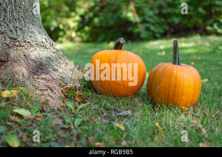 Due zucche seduti sul prato verde con foglie accanto alla base di un albero. Foto Stock