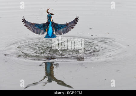 Close up azione fotografia di un comune kingfisher (Alcedo atthis) con pesce nel becco. Noto anche come Eurasian kingfisher e fiume kingfisher. Foto Stock