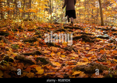 Una ragazza vede a piedi su un albero radicato percorso nel bosco coperto di foglie di autunno in una giornata di sole. Foto Stock