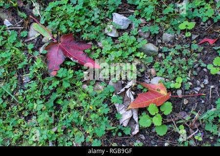 Trifoglio di verde che cresce in ciottolosi con un paio di rosse foglie di acero. Foto Stock