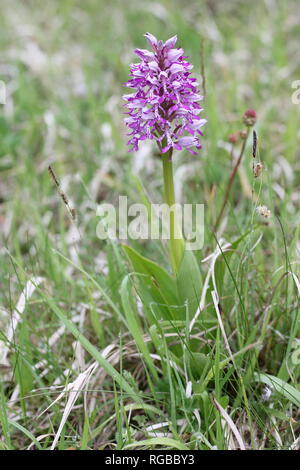 Fioritura di orchidee militare (Orchis militaris) in un arido calciferous habitat palustri in Germania occidentale. Foto Stock