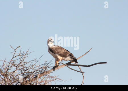 Marziale immaturi Eagle (Polemaetus bellicosus) poggiante su un albero nel parco nazionale orientale di Tsavo, Kenya Foto Stock