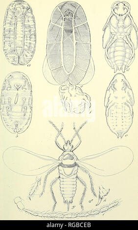 . Bollettino dell'U.S. Dipartimento di Agricoltura. Agricoltura; l'agricoltura. Bui. 351, U. S. Dipartimento di Agricoltura. Piastra II.. Il Terrapin Scala. sec-oBd imder instar .puparium; b, ^^^e il restringimento del la^ giorno gu il sec^^^^^ tutti molto ingrandita. (Originale), la. Si prega di notare che queste immagini vengono estratte dalla pagina sottoposta a scansione di immagini che possono essere state migliorate digitalmente per la leggibilità - Colorazione e aspetto di queste illustrazioni potrebbero non perfettamente assomigliano al lavoro originale. Stati Uniti. Dipartimento di Agricoltura. [Washington, D. C. ?] : il dipartimento : Supt. di Docs. , G. P. O. Foto Stock