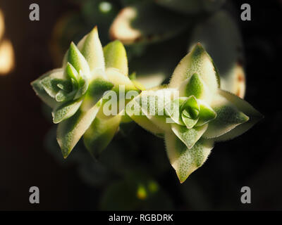 Piante succulente nel mio giardino succulente Foto Stock