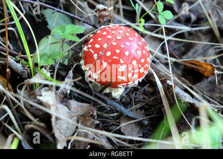 Red fly agaric in erba nella foresta di autunno closeup Foto Stock