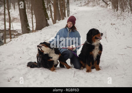 Giovane donna in inverno foresta con due bernese cani di montagna Foto Stock