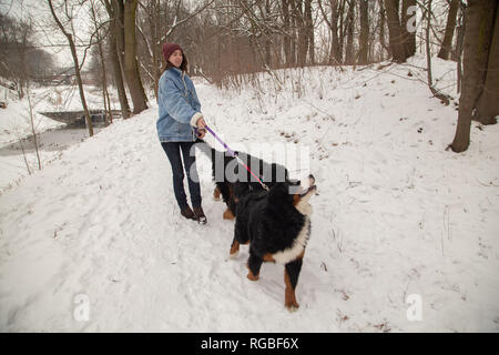 Giovane donna in inverno foresta con due bernese cani di montagna Camminando Foto Stock