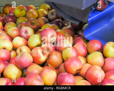 Le mele cadono in una tramoggia ruotante dopo essere stati ordinati per dimensioni e prima di essere classificate e imballate. huonville, la Tasmania è famosa per il suo raccolto di Apple Foto Stock