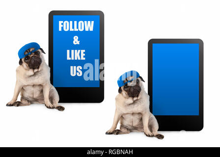 Carino pug cucciolo di cane cerca smart, seduto accanto a tablet phone con testo seguire e come noi, indossando il tappo blu, isolato su bianco Foto Stock