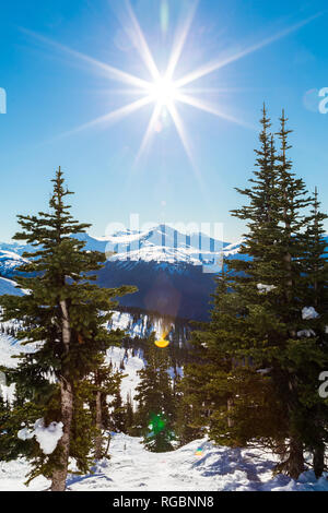 Sole che splende tra 2 alberi alpino con Whistler Mountain in background. Foto Stock