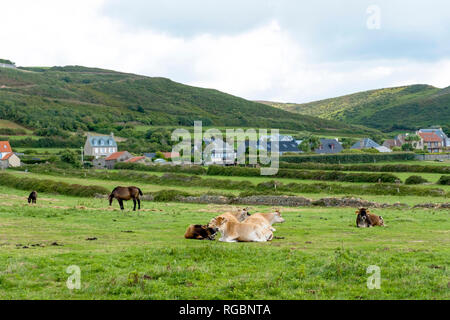 Cavalli e mucche pascolano su erba verde vicino Biville in Normady, Francia Foto Stock