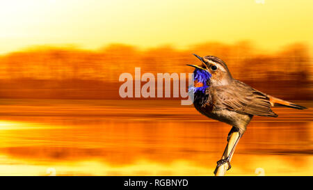 Pettazzurro cantando Canzone di primavera di sunrise Foto Stock