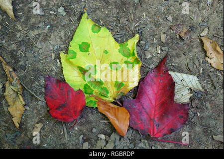 Vivacemente colorato foglie di acero sul suolo della foresta. Parte superiore dello stato di New York, Stati Uniti d'America. Le foglie sono infettati con tar spot (fungo Rhytisma acerinum). Foto Stock