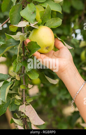 Raccolta a mano apple dalla struttura ad albero Foto Stock