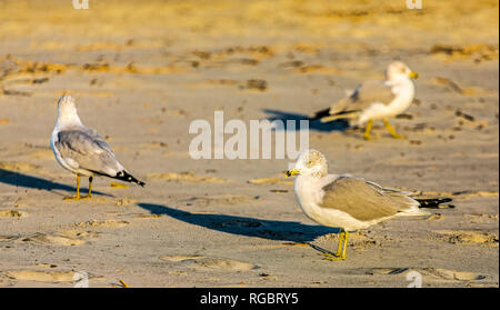 Gabbiani camminando sulla spiaggia in cerca di cibo nel sole del tardo pomeriggio Foto Stock