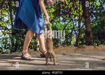 Donna alimenta la scimmia con dadi Foto Stock