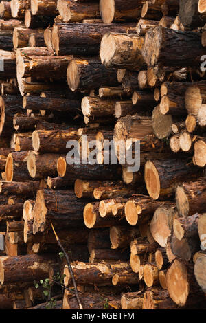 Pila di legno Foto Stock