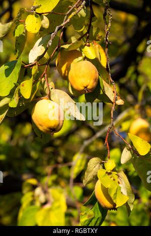 Mature mele cotogne ad albero in autunno Foto Stock