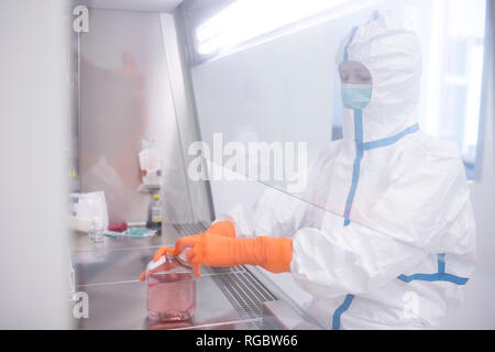 Preparazione del mezzo di coltura per la produzione di droghe Foto Stock