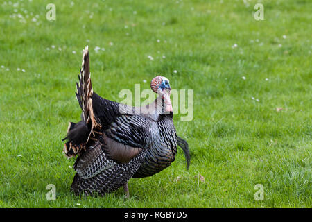 Un grande maschio della Turchia con le sue piume spargere le passeggiate intorno sulla molla di erba. Foto Stock