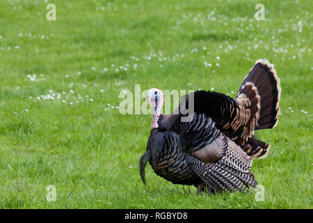 Un grande maschio della Turchia con le sue piume spargere le passeggiate intorno sulla molla di erba. Foto Stock