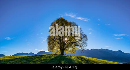 Friedenslinde (Tilia) auf der Wittelsbacher Hoehe, 881m, Illertal, Allgaeu, Bayern, Deutschland, Europa Foto Stock