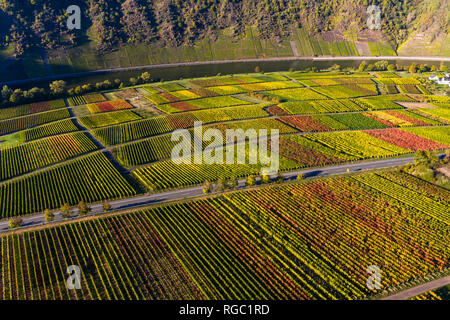 Germania, Cochem-Zell, Biedern, vigneti, Rueberberger Domherrenberg Foto Stock