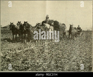 . Bollettino dell'U.S. Dipartimento di Agricoltura. Agricoltura; l'agricoltura. Coltivazione DELLE BARBABIETOLE DA ZUCCHERO IN CALIFORNIA. 31. Fig. 19.âLoading a mano e trasporto delle barbabietole da zucchero dal campo. Osservare il netto che verrà utilizzato su un carro rack. A discarica il carro viene scaricato in una singola operazione mediante il sollevamento di questa rete. ^ M (5 li ho|4i|^ %kM â ¢ è &gt; J Bw WfjKSjll^Bm ZPftBHW Wm^^mi } ^OvIrJu^^^H|jJA|S^^HI ^'w^,'- '^'-'-^- Â"i m ^^^^^^^IK^ Â"â s-'-^^^^ . f ^^^^1 WSSt^^iJKIS^W ^.jhHh â :r^ wSSt bBBB^h ill E^w^ HI ^ W^^M Fio. 20.âLoading beety zucchero con le forcelle. Si prega di notare che queste immagini vengono estratte fro Foto Stock