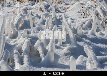 Congelati erba essiccata vegetazioni coperto con uno strato spesso di trasformata per forte gradiente gelo e neve bianca su una soleggiata giornata invernale. Foto Stock