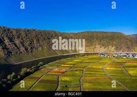 Germania, Cochem-Zell, Biedern, vigneti, Rueberberger Domherrenberg Foto Stock