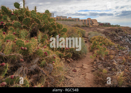 Ficodindia cactus nel Callo salvaje, Tenerife Isole Canarie Foto Stock
