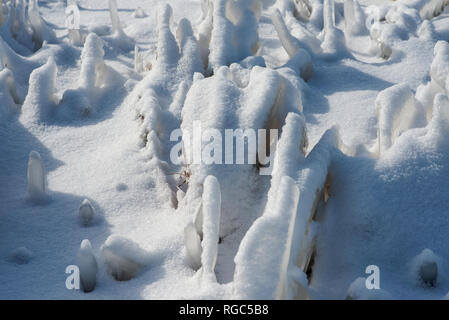 Congelati erba essiccata vegetazioni coperto con uno strato spesso di trasformata per forte gradiente gelo e neve bianca su una soleggiata giornata invernale. Foto Stock