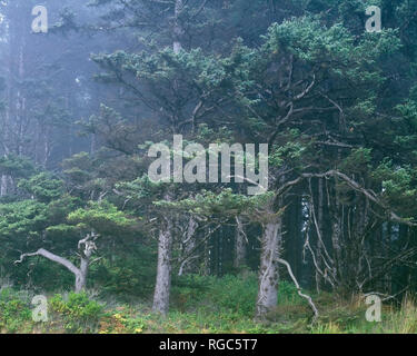 Stati Uniti d'America, Oregon, Siuslaw National Forest, Cape Perpetua Scenic Area, foresta di Sitka Spruce alberi nella nebbia vicino al litorale. Foto Stock