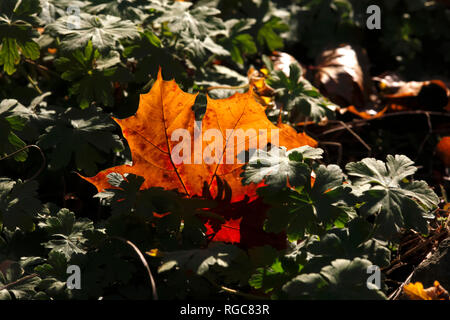 Autunno maple leaf Foto Stock