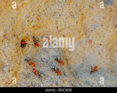 Una macro shot di spinifex termiti entrando e uscendo da una cattedrale termite mound in Australia settentrionale Foto Stock