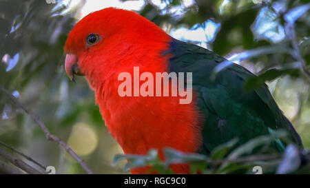 Primo piano di un bellissimo re australiano pappagallo appollaiato in una struttura ad albero Foto Stock
