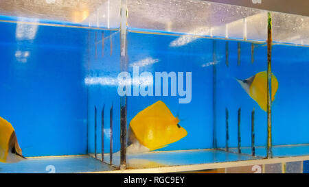 Colorata giallo longnose pesci farfalla per la vendita ad un pesce tropicale grossista di Hawaii Foto Stock