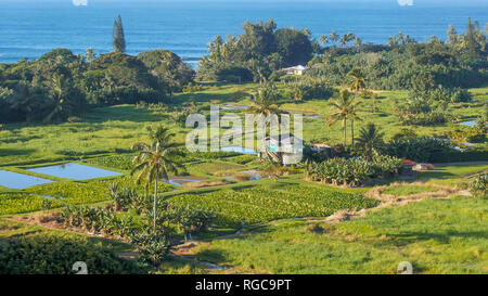 Elevato angolo di visualizzazione campi di taro alla penisola keanae a maui's road a hana Foto Stock